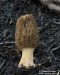 smrž pražský (Houby), Morchella pragensis (Fungi)